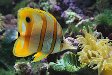 Ever wonder if fish get tired of seafood?