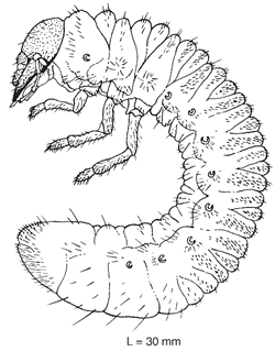 larva