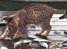 Gatto Razza Whiskas E Croce Gatti Sheba Sono Cibo