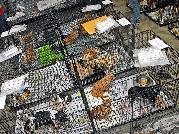 The Voice For The Voiceless by Terri Davis: Big Kern County pet rescue