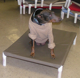 wood elevated dog bed plans