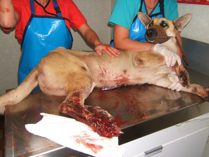 hurt dogs image gallery hurt dogs hurt dogs image gallery hurt dogs