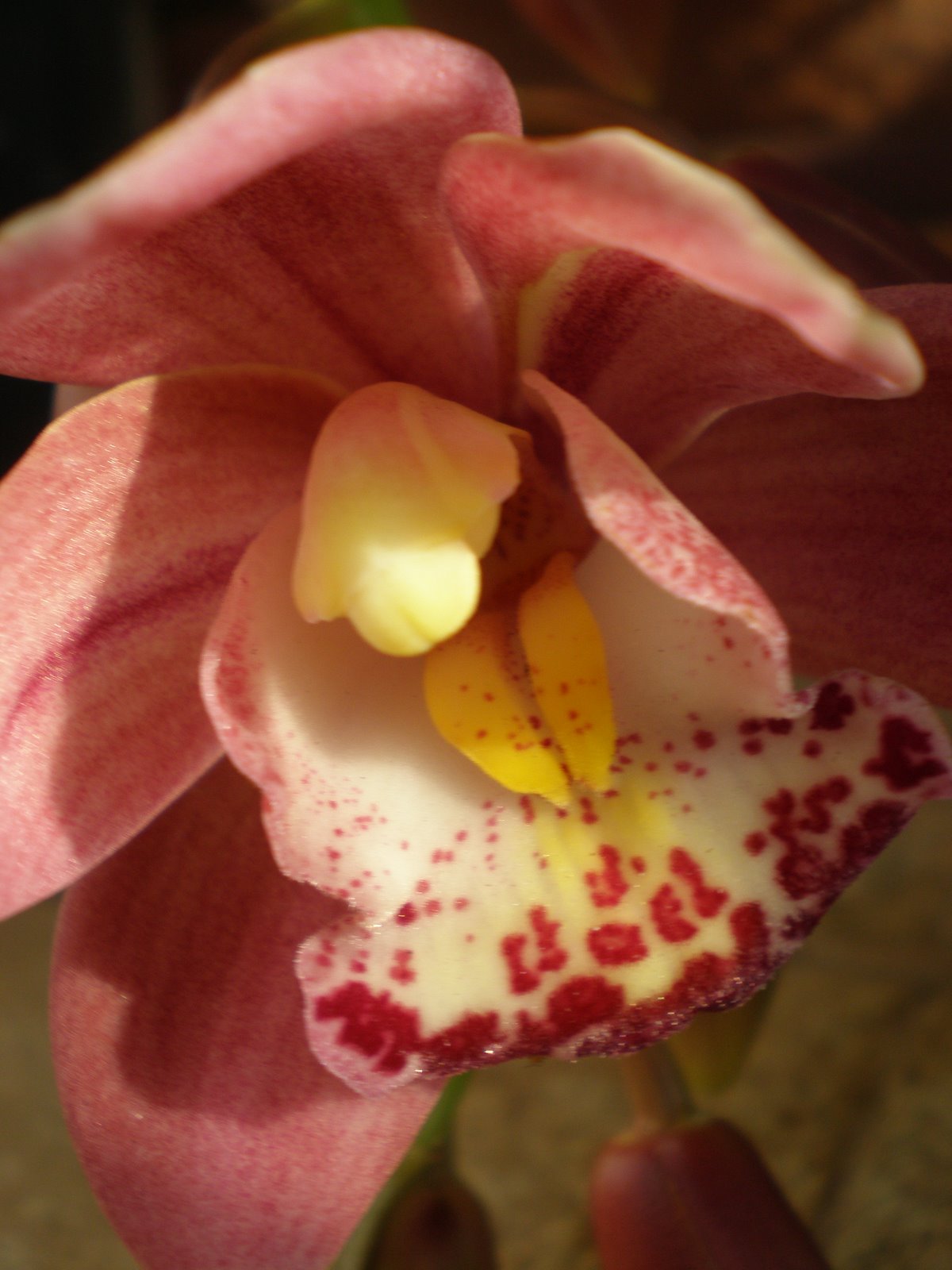 [cymbidium+pendente+-+primeira+flor.JPG]