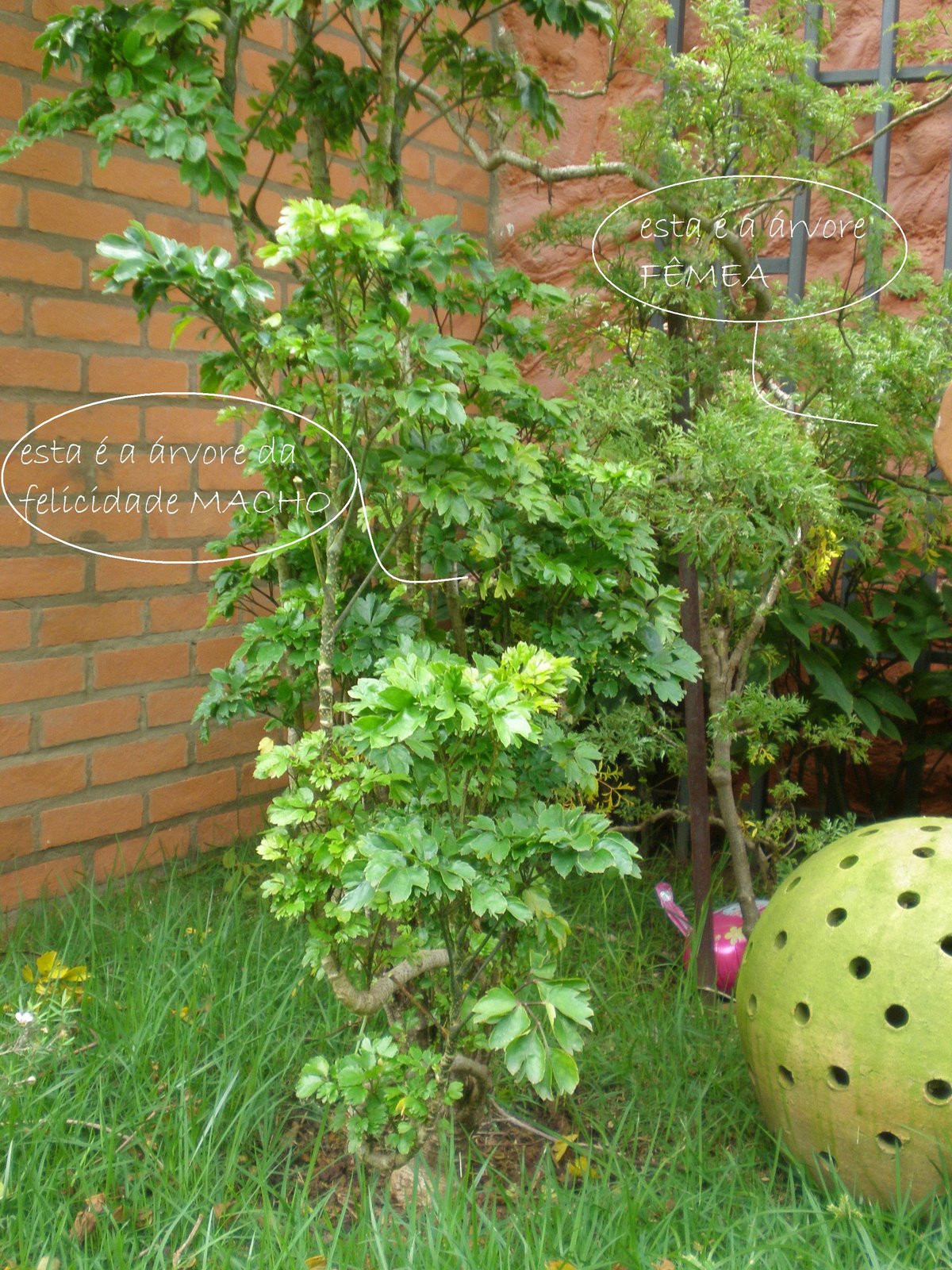 [arvore+da+felicidade.jpg]