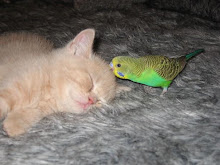 Kitten and Bird 3