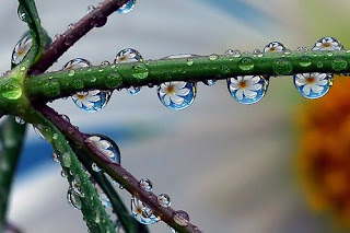 Macrophotos