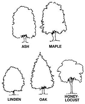 [shade+trees.jpg]