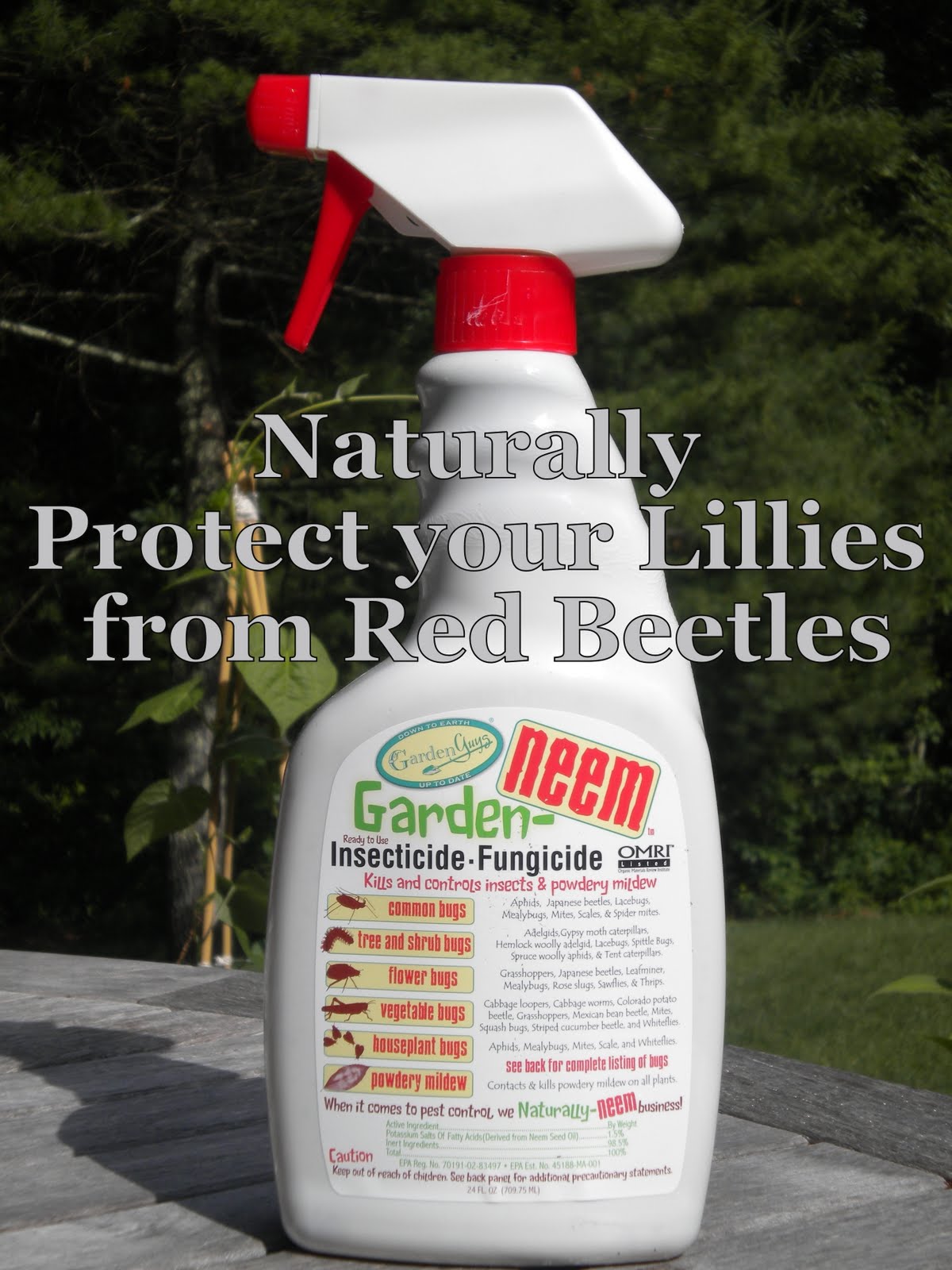 Woodbridge Greenhouses Blogger Pesky Pest Lily Leaf Beetle