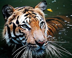Renungan Sang Harimau_Sabaha AnNamiru