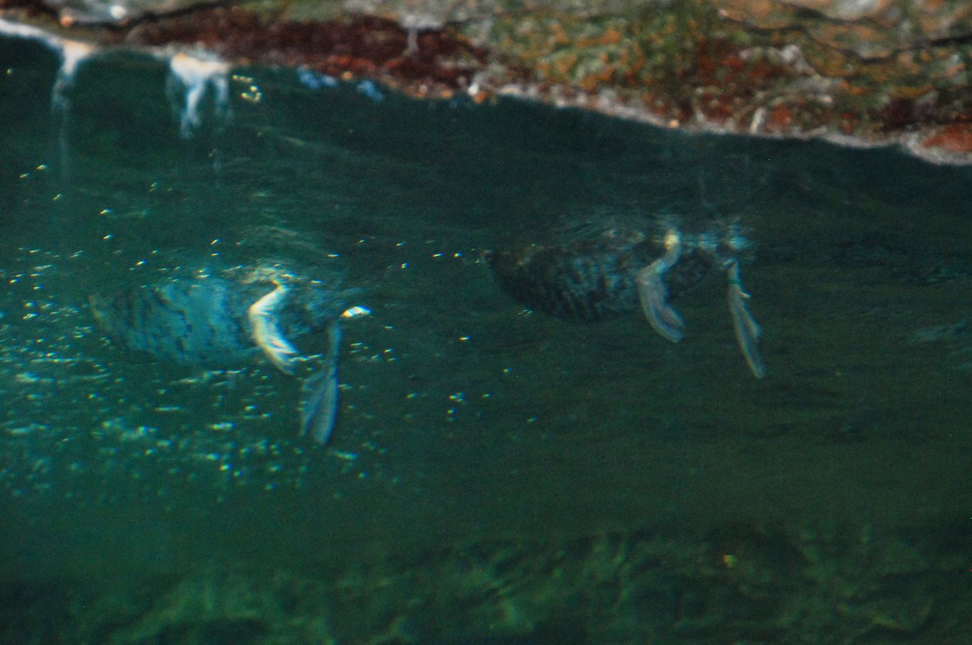 Zoo and Aquarium Design Manatee Mixed species exhibit at The Dallas