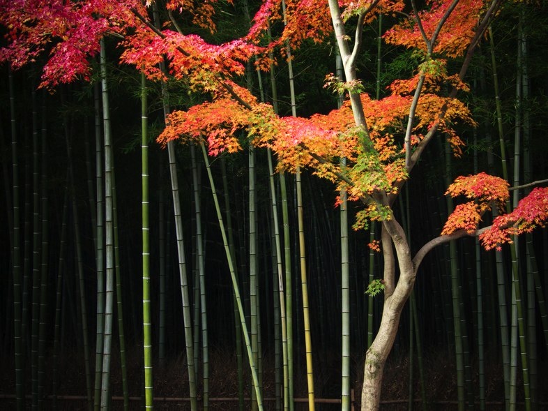 [kyoto.jpg]