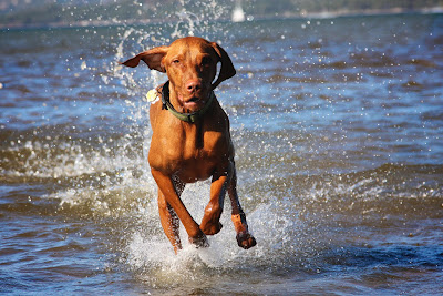 Vizsla