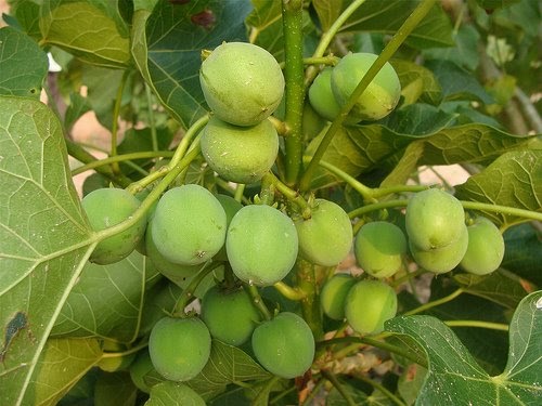 CosWeAfricanWomenAreDoin&DoinItWell: JATROPHA OIL PRODUCTION AND AFRICA!