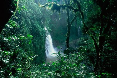 Floresta Estadual de Maués  