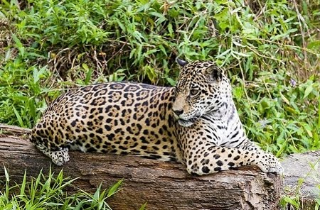Onça Pintada FLORESTA ESTADUAL DO FARO