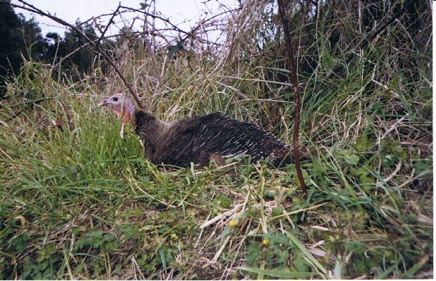 [turkeynesting.jpg]