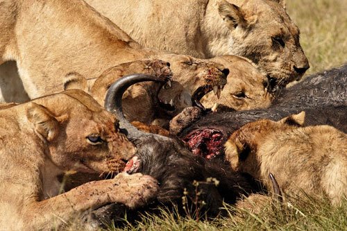 [lions-eating-buffalo-1-hour-after-kill500.jpg]