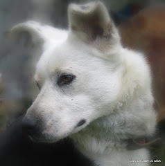 Simon our Farm Dog