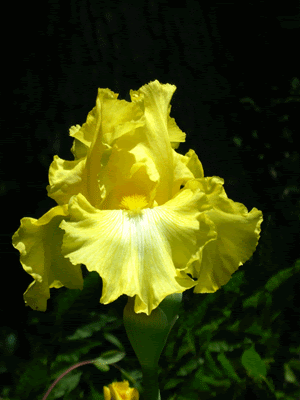 [yellow+iris.gif]