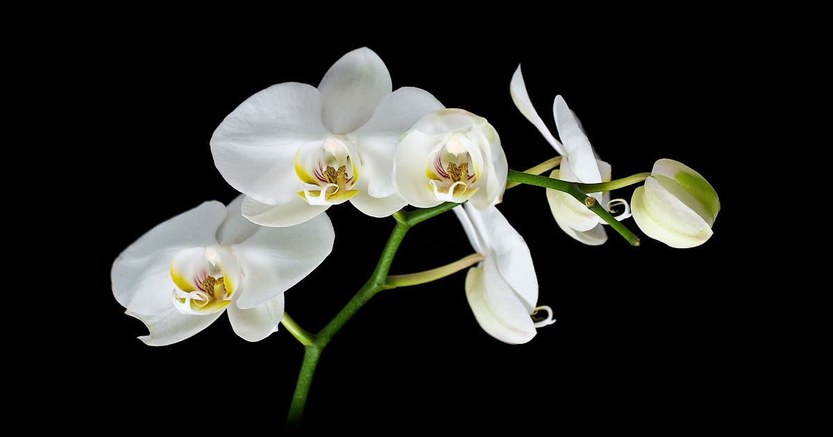 Photo Recipes: White Orchids, Black Background