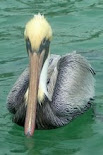 Boating Friend