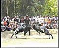 Adu Domba