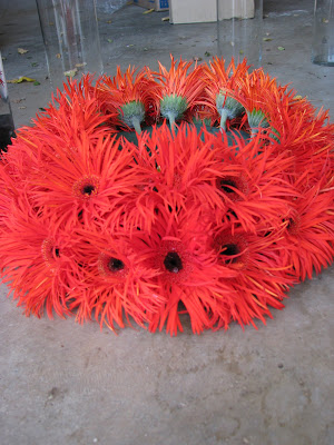 Gerber+daisies+pictures