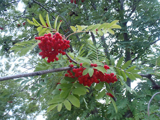 Mountain ash in Edmonton