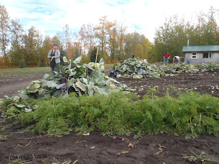 Large piles of cabbage leaves which will be fed to the pigs