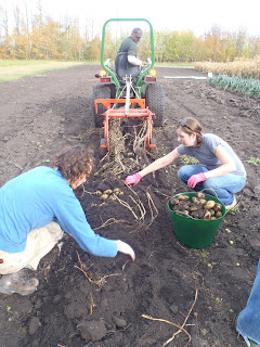 Dragging the potato digger to unearth potatoes