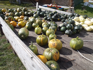 A trailer-load of pumpkins and squash