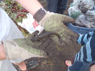 A salamander found digging in the carrots