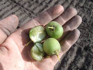 The fruit of the potato plant