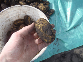 A round, uniform potato, ideal as a seed potato