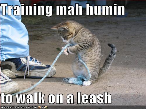 Forum reorganization Funny-pictures-cat-trains-you-to-walk-on-leash