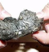 Owl Pellet