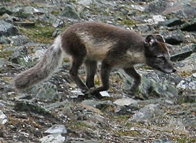 Michael Foley Natural History C Mammal Arctic Fox In