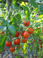 Tomato Contentment