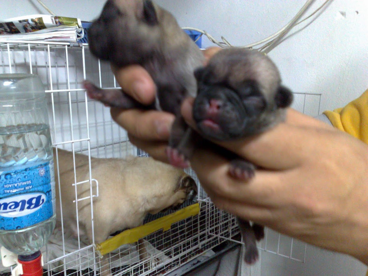 when do pug puppies open their new born pug puppies car interior design when do pug puppies open their new born pug puppies car interior design