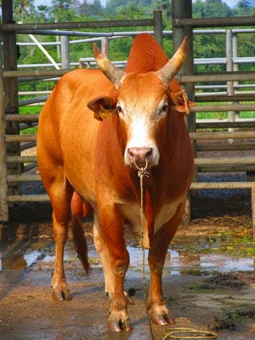 Direktori Penternak Kambing Lembu Malaysia Baka Baka Lembu Pedaging Di Malaysia