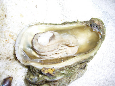 sanibel seafood recipes