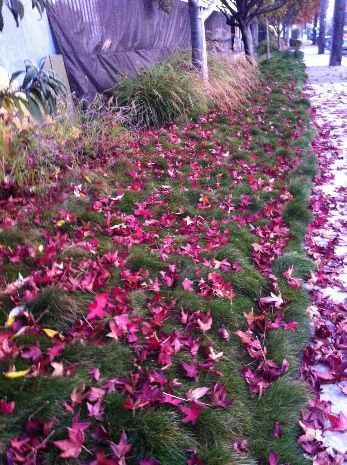 Humanities And Technology Plants Blog Y3 Choisya Ternata