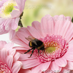 [bumble-bee-pink_~itf139007.jpg]