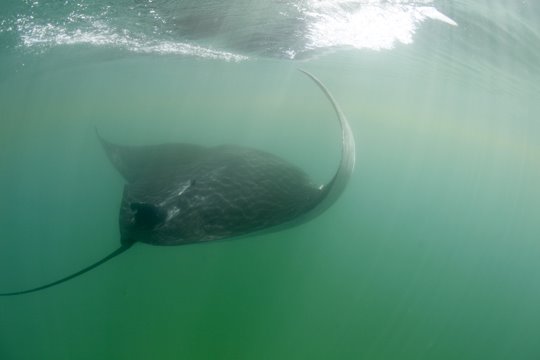 [Manta_MG_2285.jpg]