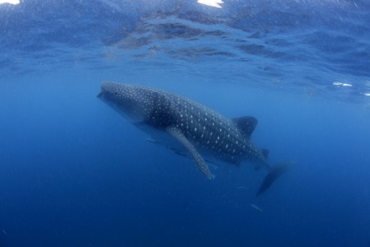 [Whale+Shark_MG_2335.jpg]