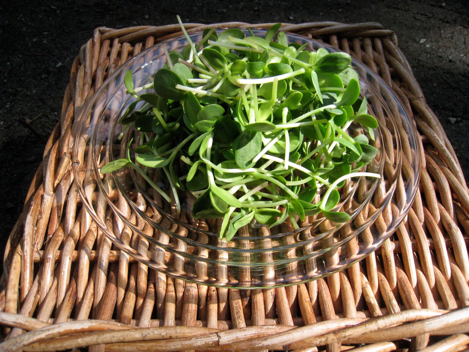 Christina's Garden spring greens