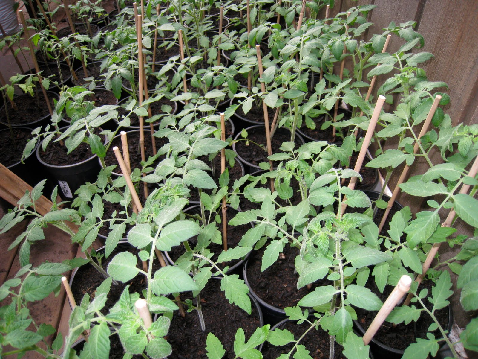 Christina's Garden Tumbler tomatoes in containers, part 1