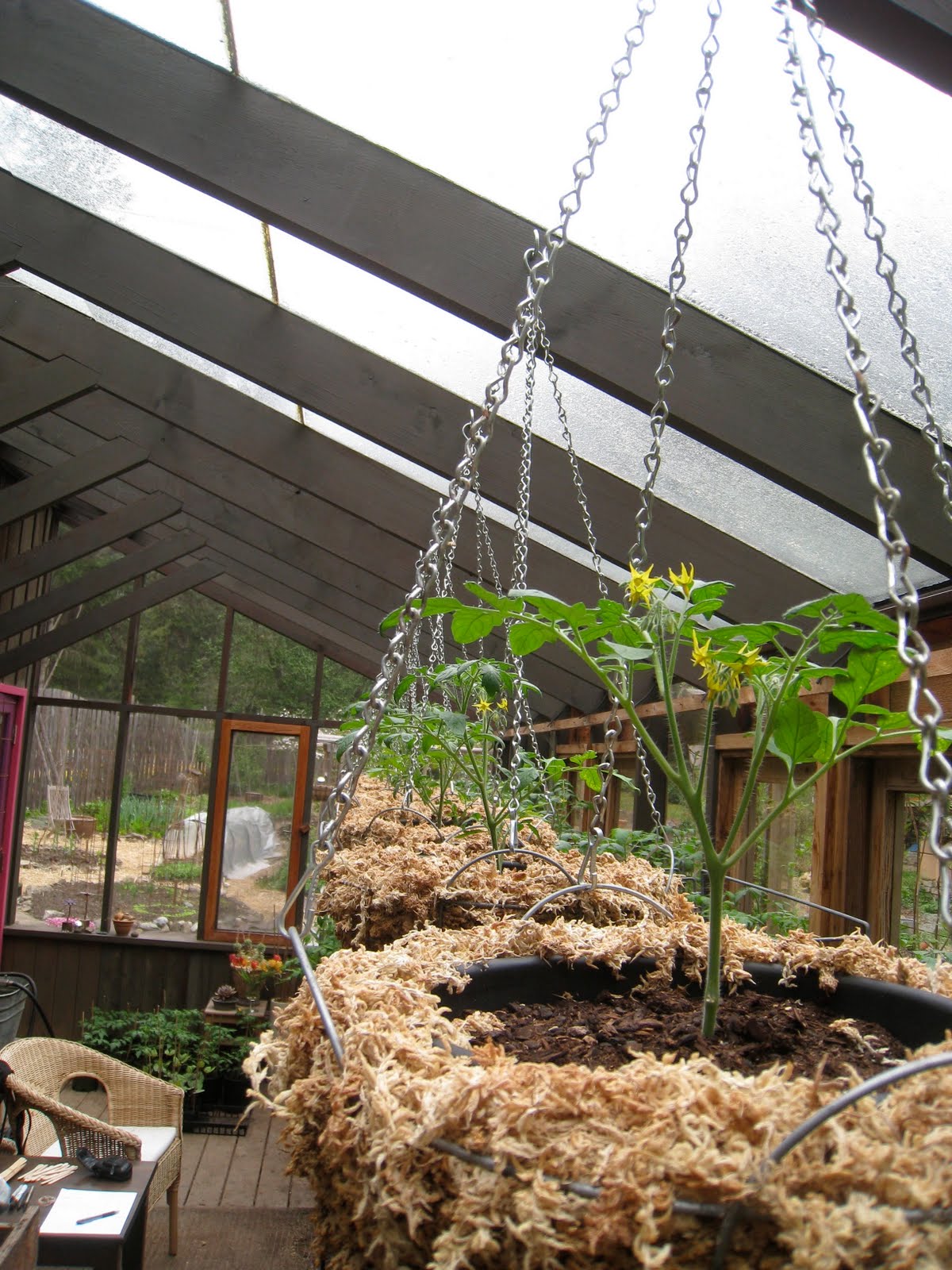 Christina's Garden Tumbler tomatoes in containers, part 2
