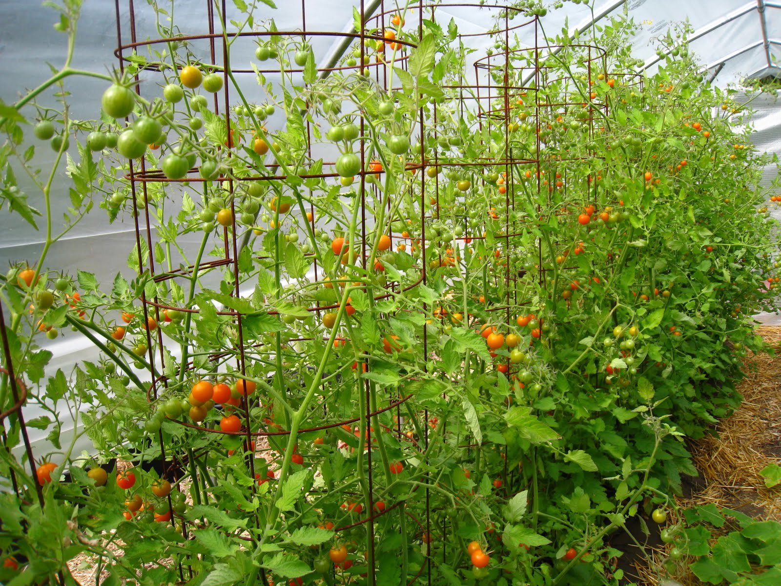 Christina's Garden cherry tomato superabundance