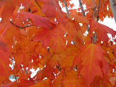Spectacular Fall Color Splash